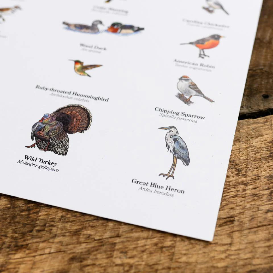 Birds of Kentucky Print - Image 2