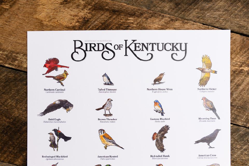 Birds of Kentucky Print - Image 3